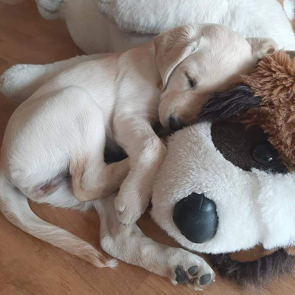opaskoirakoulu's tweet photo. Rentouttavaa viikonloppua! Opaspentu Fabe unilla pehmeässä kainalossa 🥰
#opaspentu #opaskoira #isonaminustatuleeopaskoira #futureguidedogs #labradorinnoutaja #työkoiranalku #näkövammaisuus @NKLry https://t.co/hcLf5X4l3N