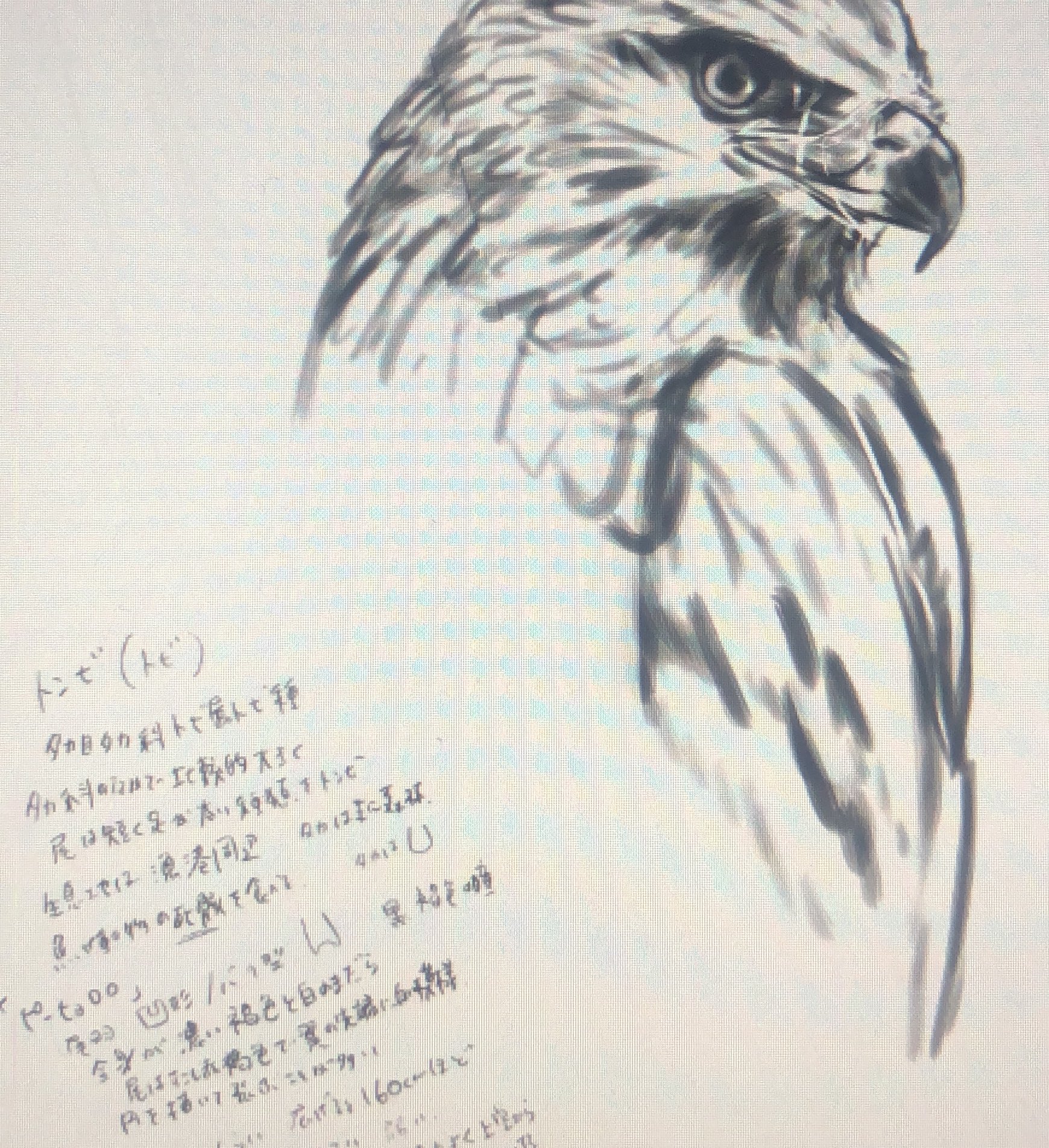 Shiina タカ目タカ科トビ属トビ種 通称 鳶 トンビ 生態 鷹との違い めちゃ調べた 描く時 こういうの気になる 調べてて脱線して時間取られる イラスト好きな人と繋がりたい イラスト向上のために必要 イラスト イラストレーター トンビ