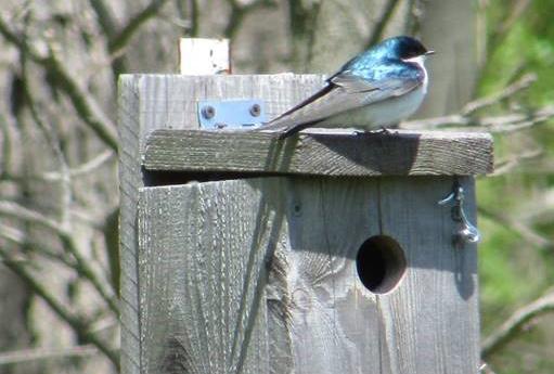 Constellation Clean Energy (@cegcleanenergy) on Twitter photo Our Lake Ontario #nuclear facilities are home to bluebirds, ducks, raptors & more. Employees monitor wildlife weekly. In spring and summer, we submit data to Cornell Nestwatch, <a href="/OurOcean/">Ocean Conservancy</a>, and @littoralsociety for research and policy shaping. Our Lake Ontario #nuclear facilities are home to bluebirds, ducks, raptors & more. Employees monitor wildlife weekly. In spring and summer, we submit data to Cornell Nestwatch, <a href="/OurOcean/">Ocean Conservancy</a>, and @littoralsociety for research and policy shaping.