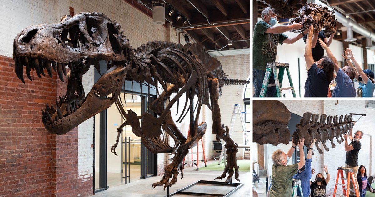 With the help of Peter Larson, famous paleontologist and president of the Black Hills Institute of Geological Research, Great Minds is proud to be home to the latest Tyrannosaurus rex replica/<a href="/RVAStanTRex/">RVA Stan T-Rex</a>. #knowledgewillnevergoextinct