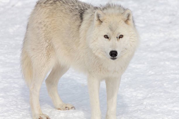 ProtectOurWild4's tweet image. Arctic Wolves have lost some of their food sources because of global warming. Due to this it makes it harder for them to find prey.                                               Picture credit: pixabay #arcticwolves #protectwildlife #wolves #awareness #globalwarming #arctic #wild