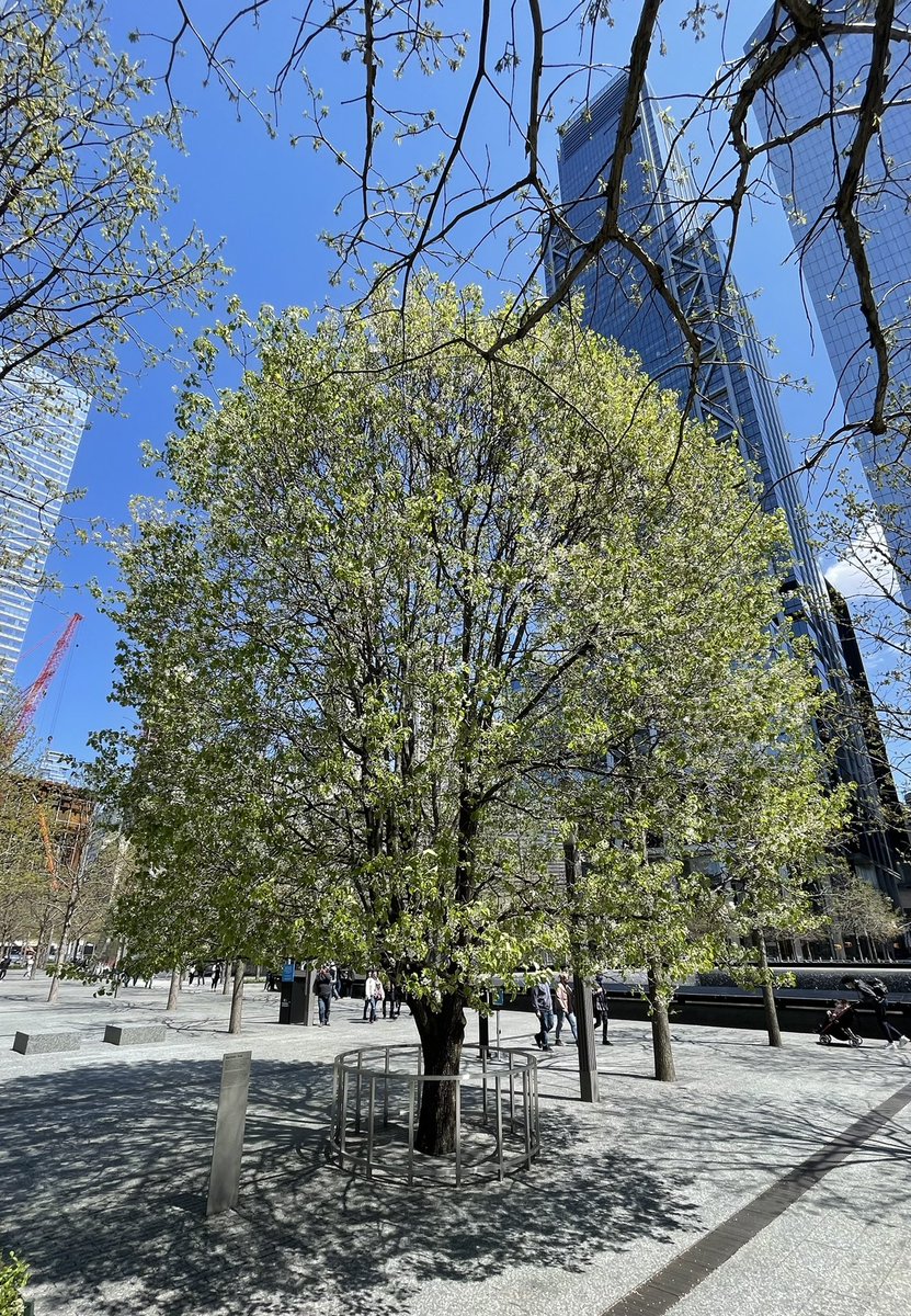 The extraordinary survivor tree, a resilient Calley pear that survived the collapsing towers, in full leafing flower at the 9/11 Memorial.
