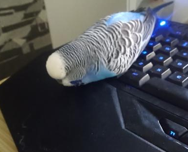 paf_pet's tweet photo. Here is my pet bird named Alex, he turns into a loaf of bread whenever he rests on my keyboard like a true gamer https://t.co/Y8tDrEiCZZ
