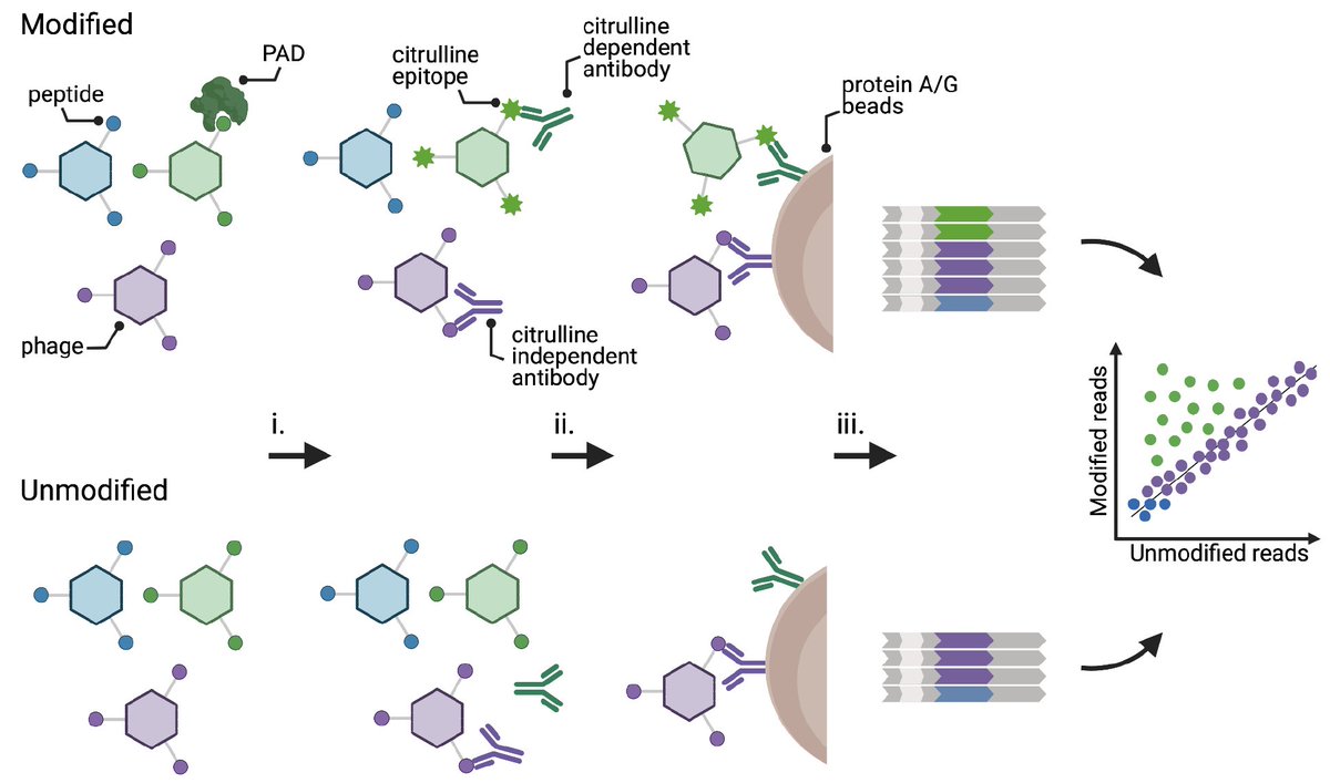 It’s a feature, not a bug!! 
Phage displayed peptides typically lack post translational modifications (PTMs). 
Here, we present PTM PhIP-Seq and use it for unbiased analysis of anti-citrullinated protein antibodies (ACPA) in #rheumatoidarthritis.
biorxiv.org/content/10.110…