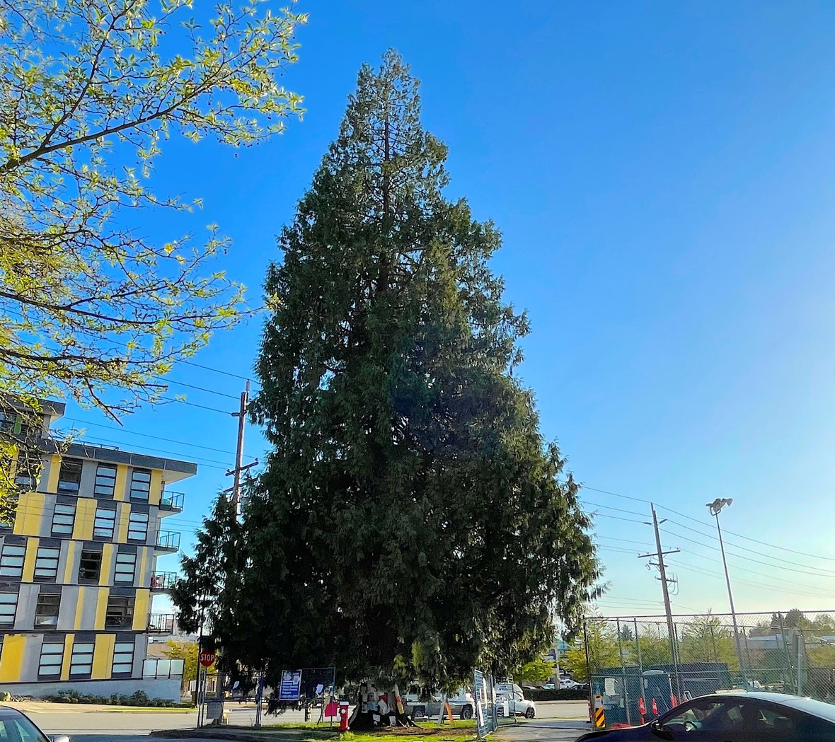 As a proud member of the North Shore it is our responsibility to listen &amp; respond to community concerns.  We are pleased to have found a solution that preserves the cedar tree at 21st &amp; Eastern Ave. An additional 40 older trees will also be preserved in the overall development.