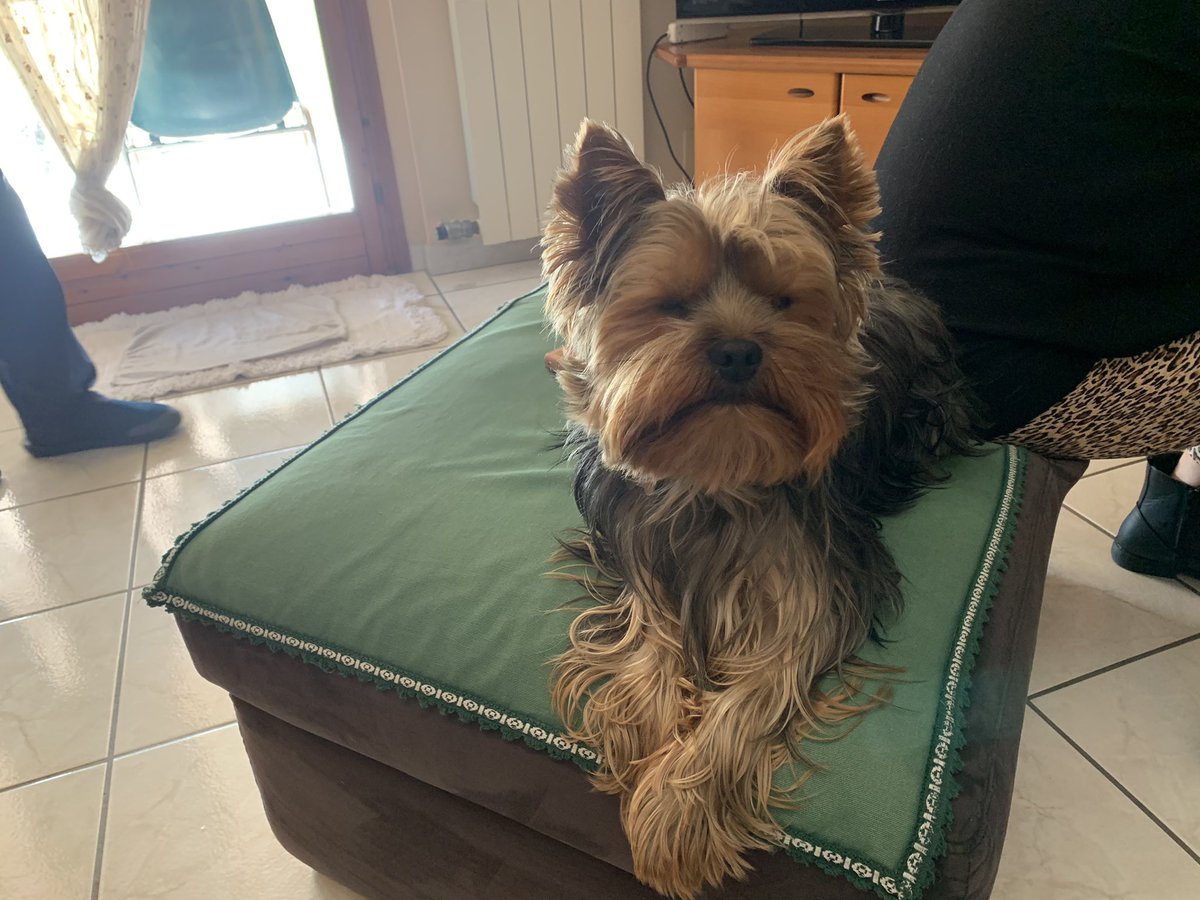 Gpizzo89's tweet photo. 🥰🐶 https://t.co/tjaAww39CY