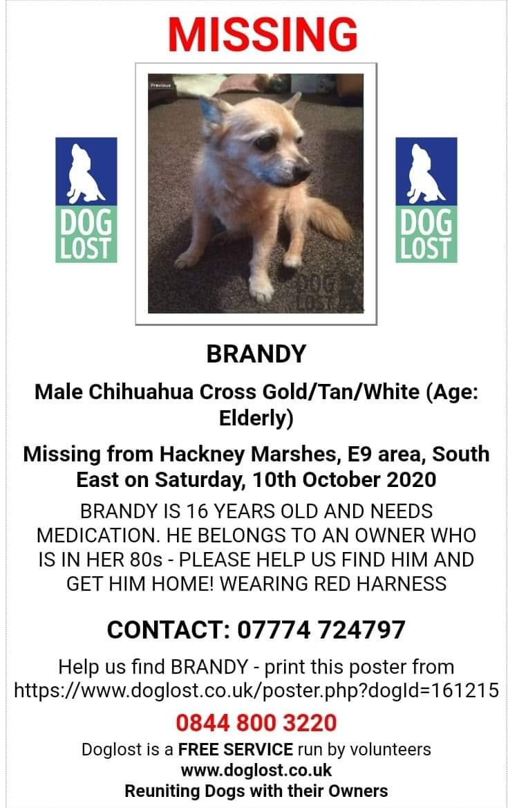 Where's Brandy 
male #Chihuahua 
#Missing #HackneyMarshes #London #E9 
doglost.co.uk/dog-blog.php?d…