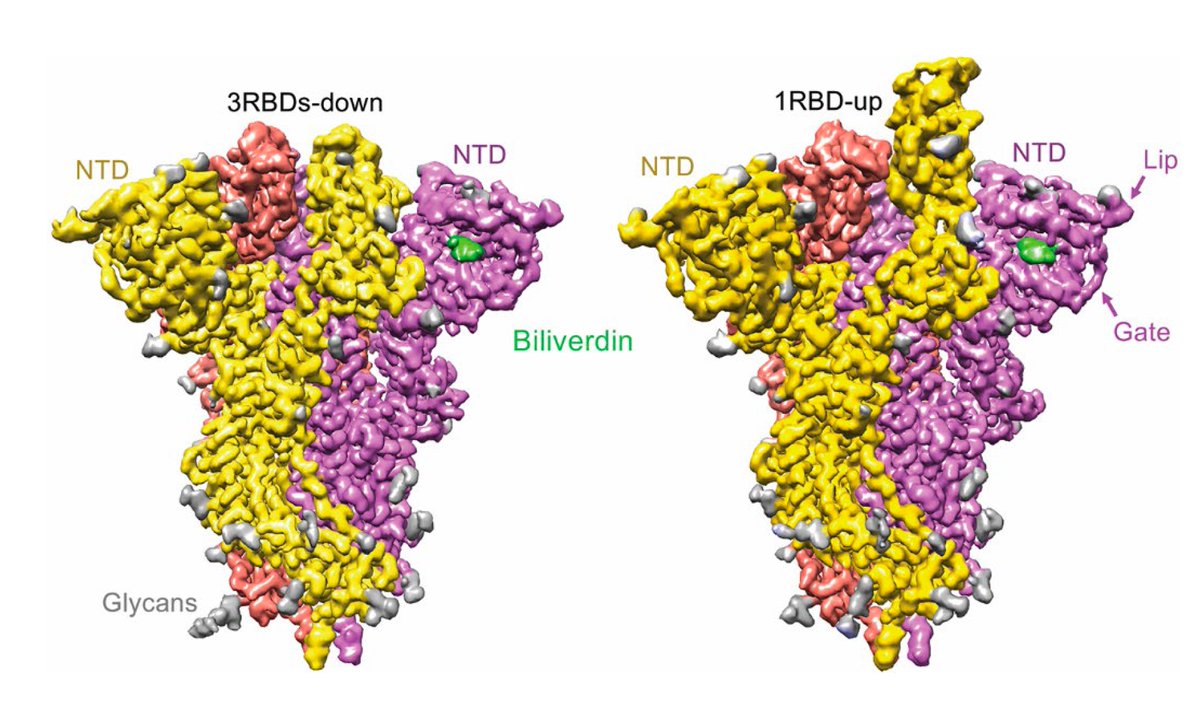 EricTopol's tweet photo. We're learning more about the N-terminal domain (NTD) of #SARSCoV2 and how its epitopes can promote immune evasion. The latest is one that binds the heme metabolites biliverdin and bilirubin with high affinity
https://t.co/OOvjmnPKjU @ScienceAdvances https://t.co/i2gjIgUJHe