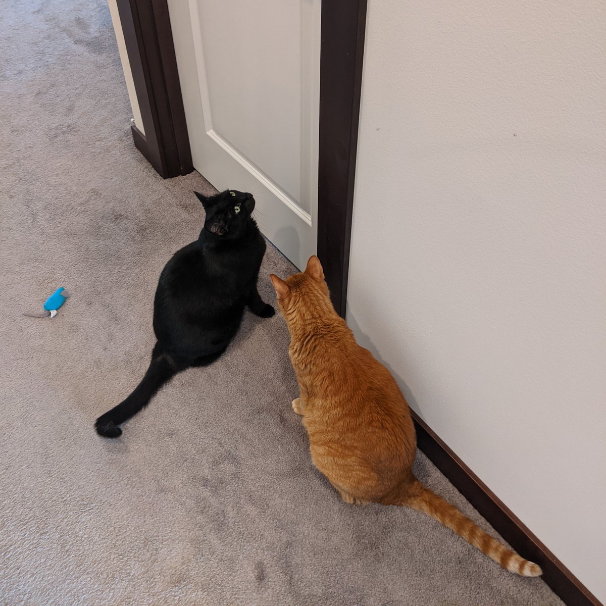 Lorge cats staring at closed door.