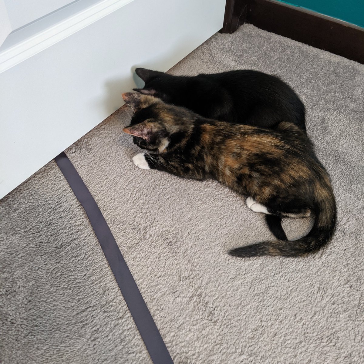 Kittens crouched together on other side of door. A ribbon is underneath (the implication being a cat on the other side is tugging it).
