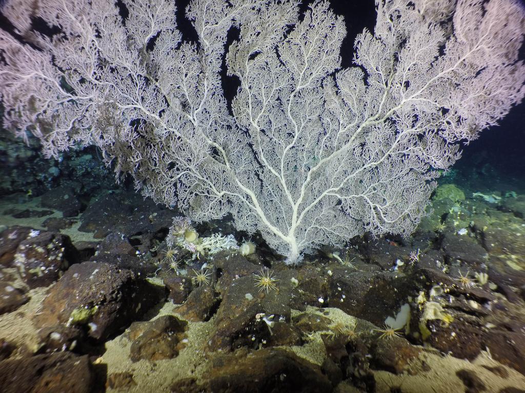 Most of my research is in the Galapagos, where I'm part of a research team investigating deep-sea marine ecosystems, which remain severely unexplored.