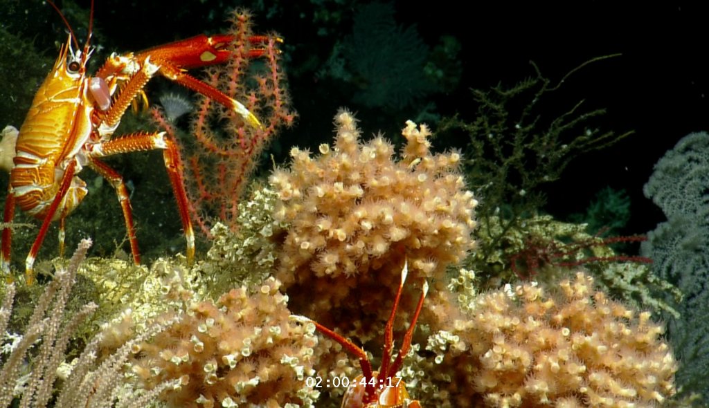 So far, we have found the wonder of diverse creatures living here, especially on seamounts, & have discovered >30 new species to science