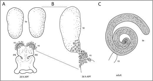 He had two especially large ~1-2days post pupation looking shaped beans, but they took up basically all the space in the abdomen. Shape looked exactly like the line drawing "A" from this paper  https://journals.biologists.com/dev/article/143/2/329/47405/A-new-level-of-plasticity-Drosophila-smooth-like