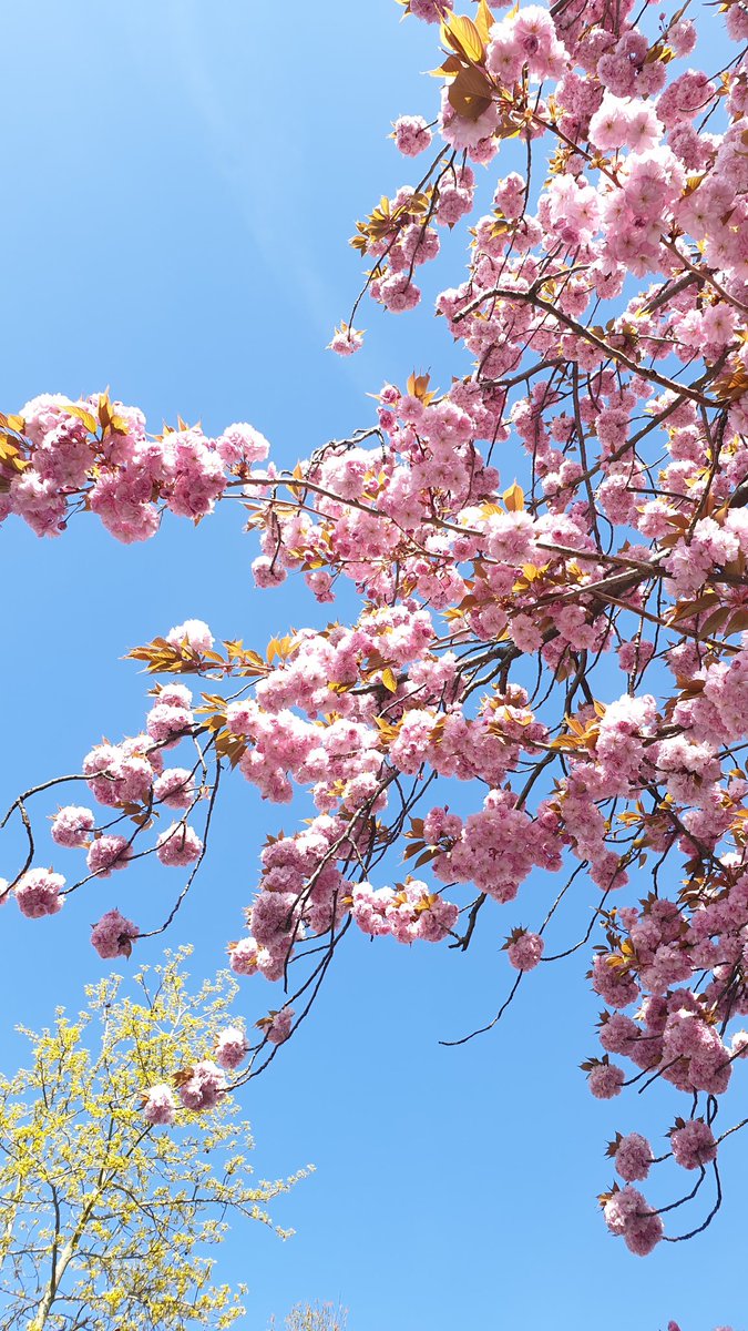 ahahagaha tweet media