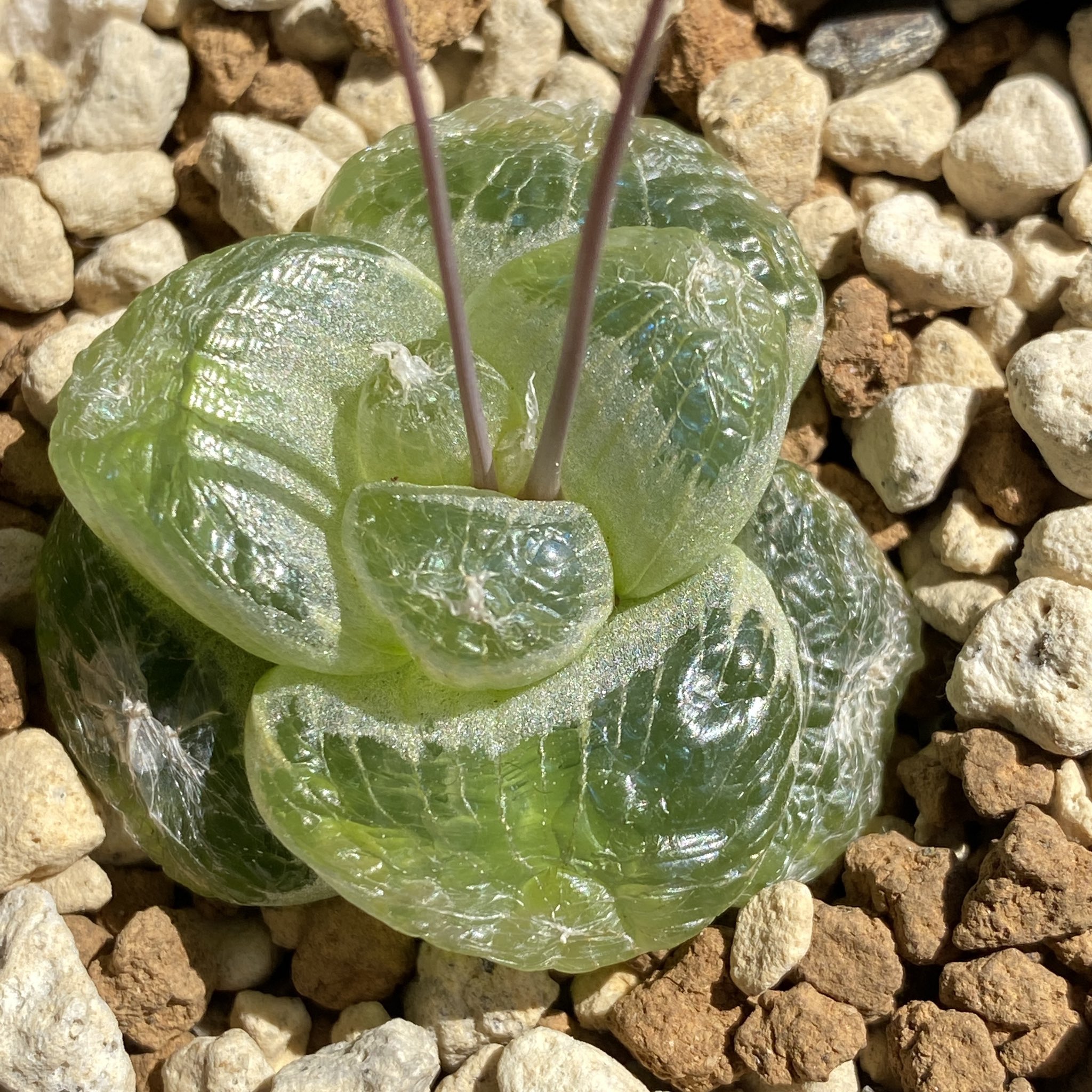 ふるん ブルビネもそろそろ休眠体制 その中でもメセブリはこの時期がむしろ見頃なので最後まで日に晒す 地上部枯れたら室内棚下放置で我慢してもらってる 多肉植物 Succulents ブルビネメセンブリアントイデス Bulbinemesembryanthoides T