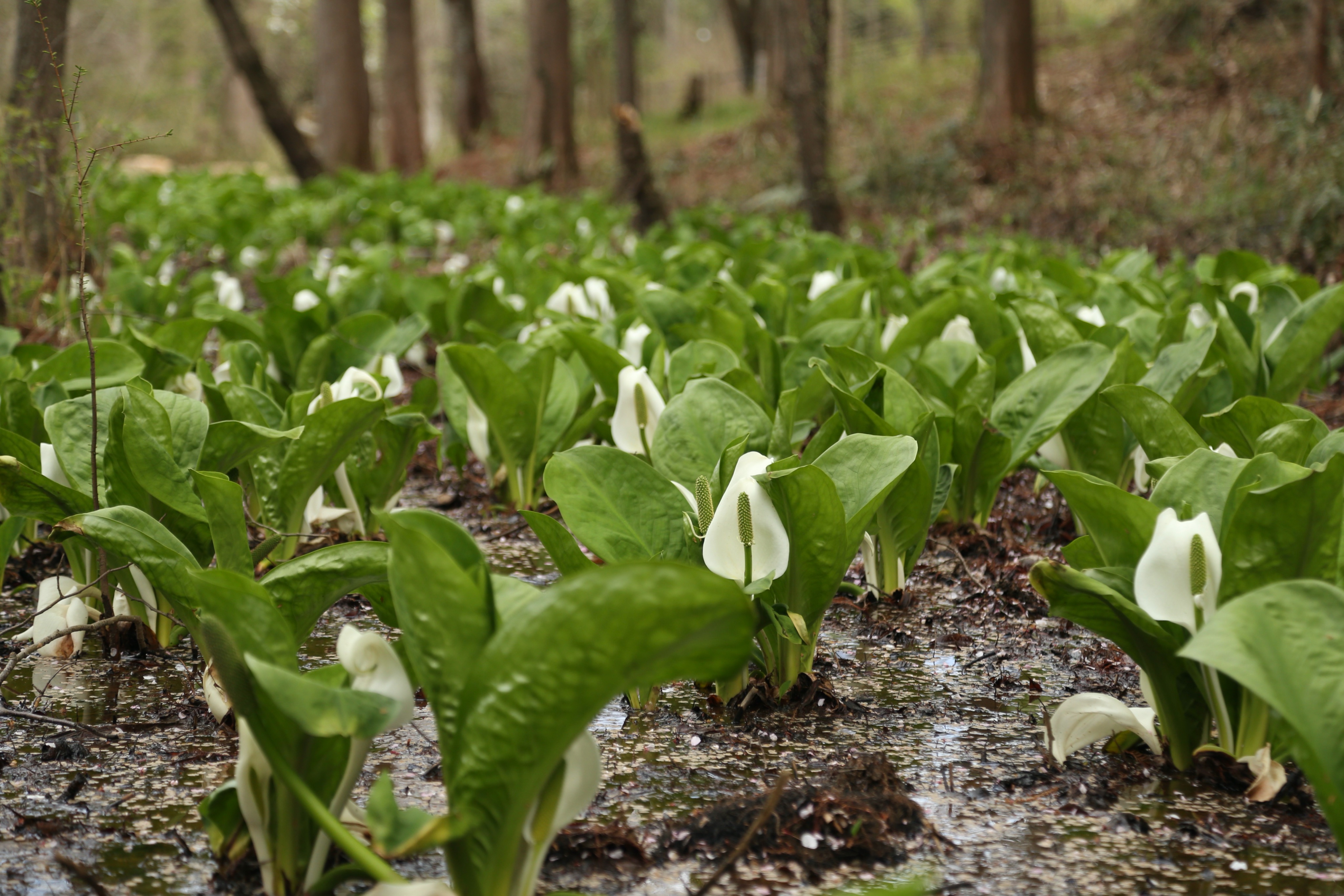 Wes Lang The Continuing Series About Some Common Petals You May Find In Japan S Mountains Here Is The Mizubasho Or Asian Skunk Cabbage Hikinginjapan Mizubasho Wildflowers Japan 水芭蕉 T Co Qw21qmegrt