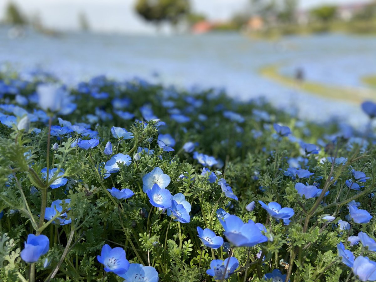 にゃんこぷー 塵積も株実践中 地元のネモフィラが綺麗 スマホの待ち受けも良い感じ T Co S5yjom0sjr Twitter