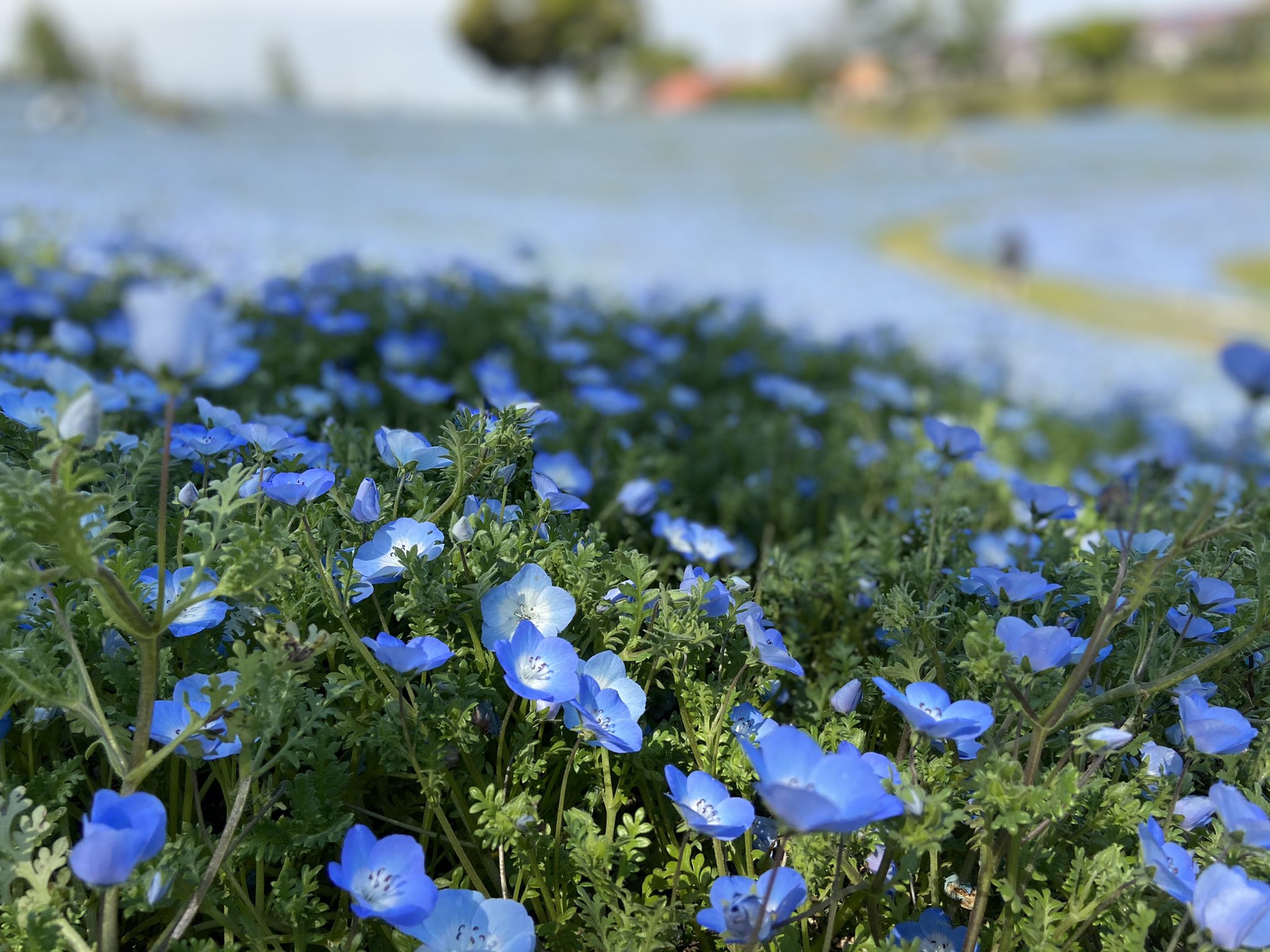 にゃんこぷー 塵積も株実践中 地元のネモフィラが綺麗 スマホの待ち受けも良い感じ T Co S5yjom0sjr Twitter にゃんこぷー 塵積も株実践中 地元のネモフィラが綺麗 スマホの待ち受けも良い感じ T Co S5yjom0sjr Twitter