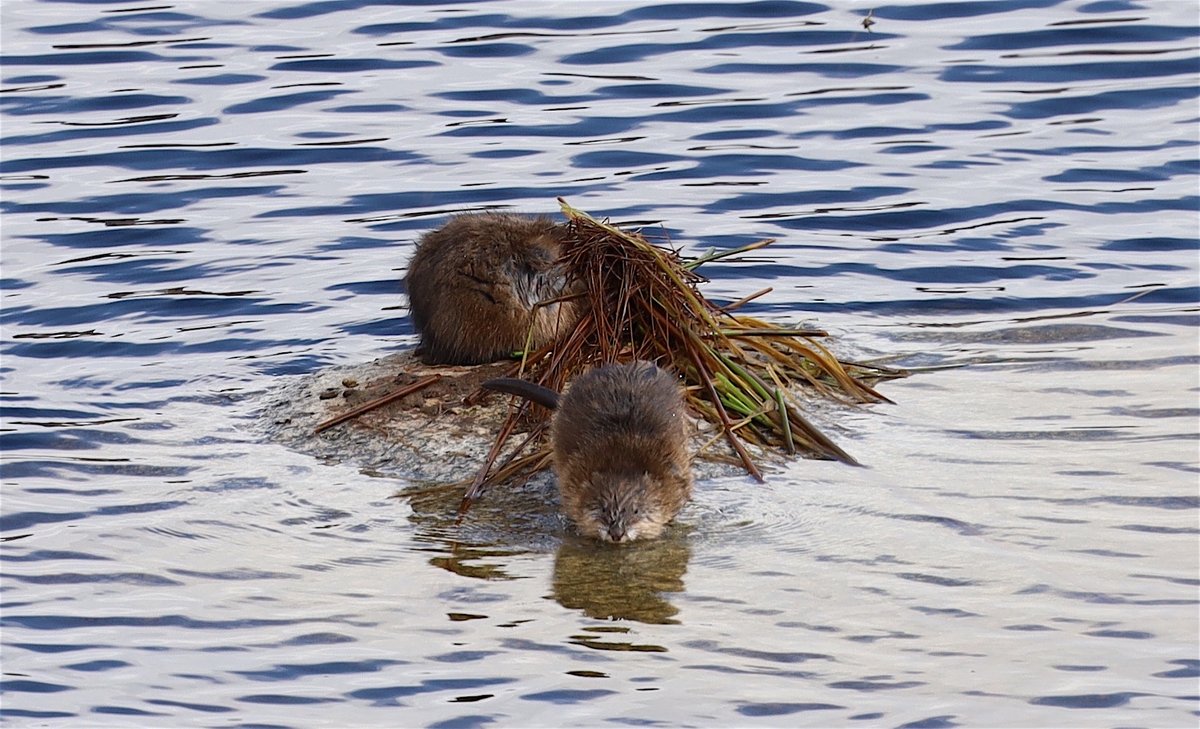 Today in Muskrat Love The one lay nearly motionless on a rock, I suspect injured. The other (also injured) was busy trying to cover its mate (they are seasonally monogamous) before one of the many predators in the area spotted it. Just about anything will grab a Muskrat.