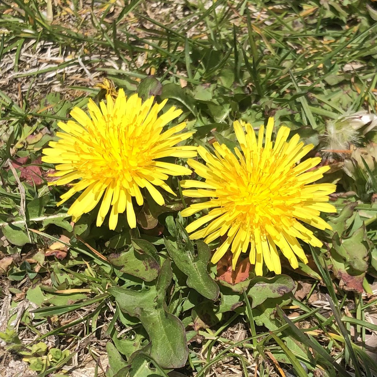 おはようございます☀️ホテルと野尻湖の間の道に綺麗なタンポポが咲いていました🟡

<a href="/yuttan/">yuttan</a>.1207 from NojiriLakeResort