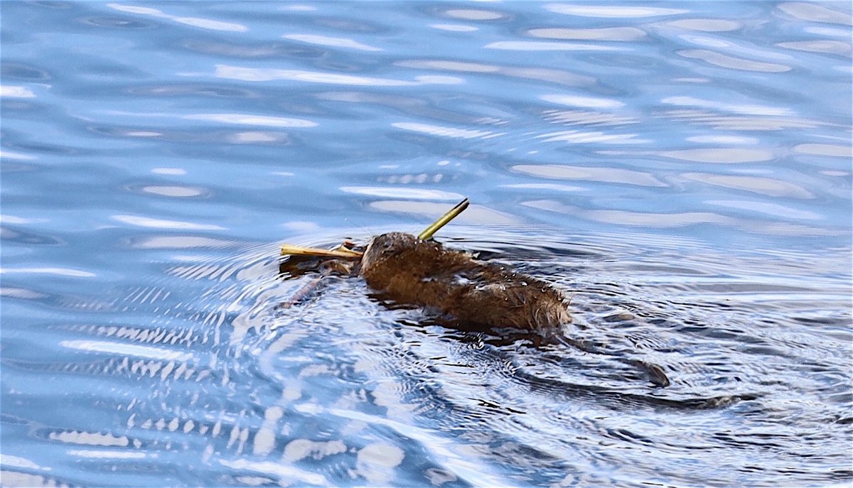 Today in Muskrat Love The one lay nearly motionless on a rock, I suspect injured. The other (also injured) was busy trying to cover its mate (they are seasonally monogamous) before one of the many predators in the area spotted it. Just about anything will grab a Muskrat.