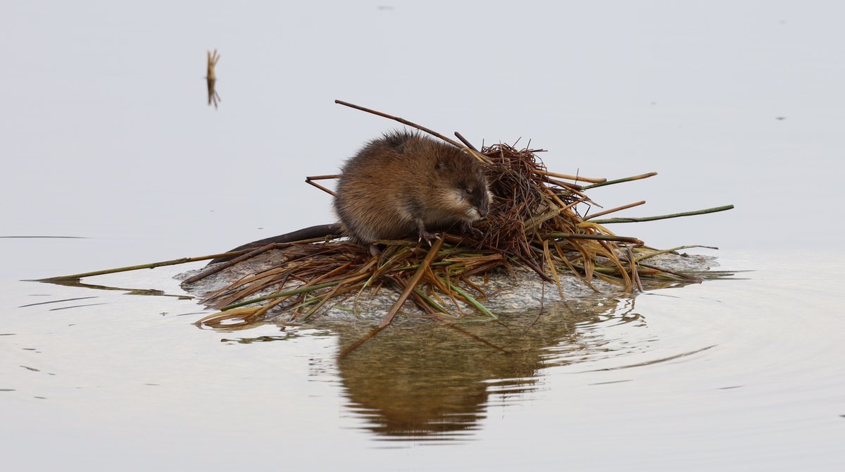 The more mobile of the two scurried back and forth, only giving me one brief look as she worked. Muskrats are highly territorial and I suspect these two were on the losing end of what had to be an epic battle with another pair. The one could barely move.