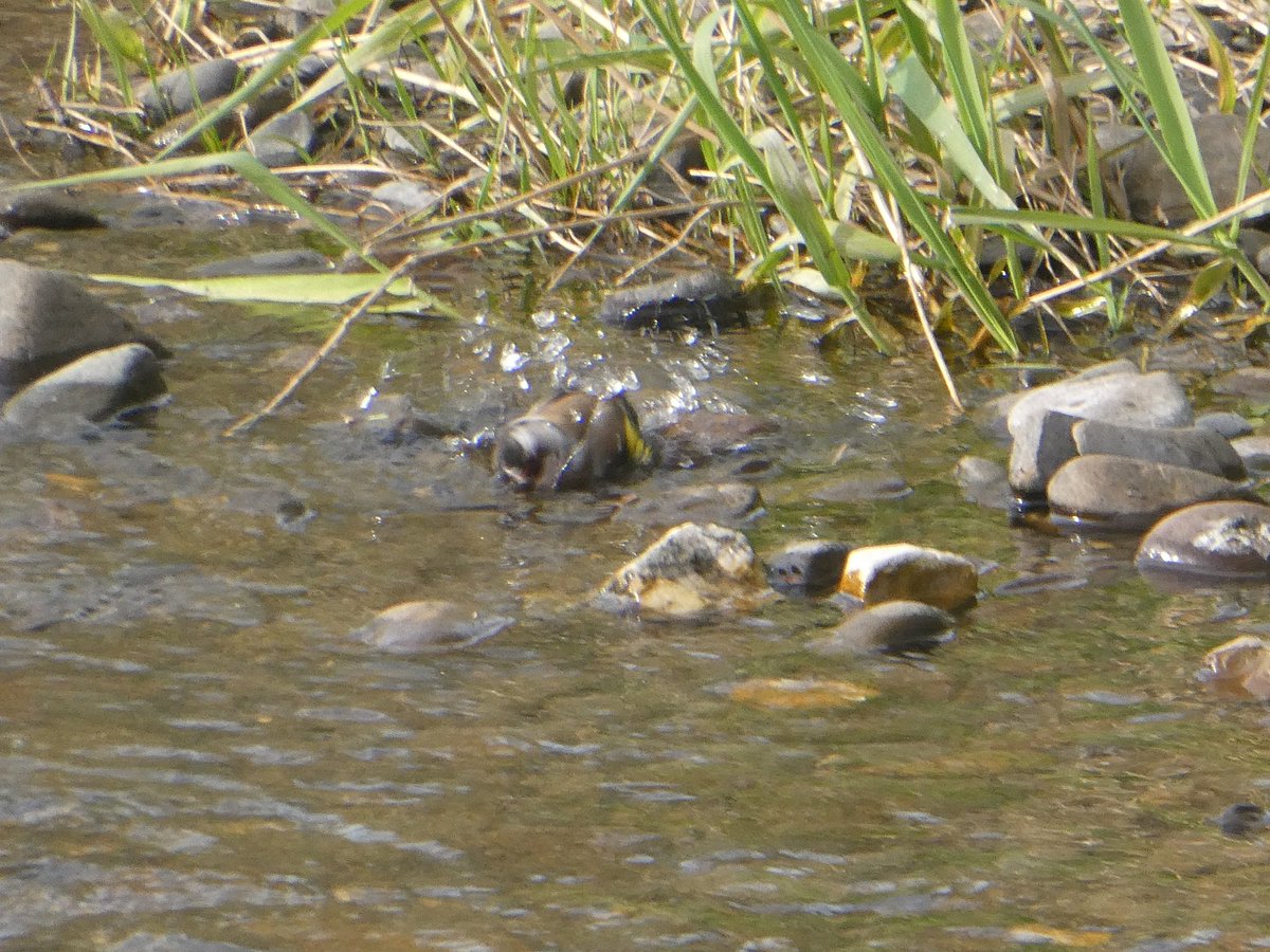 Mark32729033's tweet photo. Bath time goldfinches 😍😎
@BTO_GBW @Natures_Voice @Britnatureguide @NatureUK @Team4Nature #wildlifephotography #nature #NaturePhotography #birdphotography @Natures_Voice #LockdownNatureWatch #birdphotography #birdwatching #NaturePhotography #wildlife #wildlifephotography #birds https://t.co/idEuQpVVjm