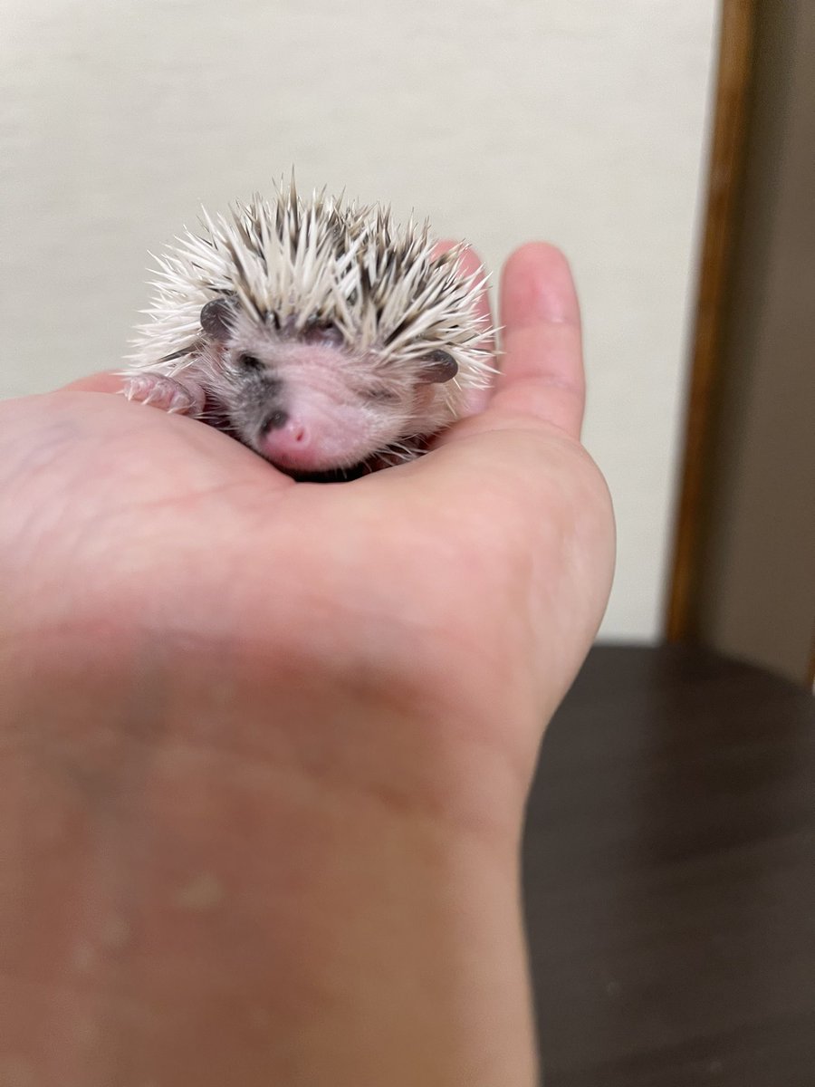 ハリネズミ販売 ハリネズミ販売