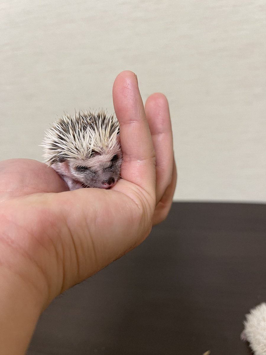 ハリネズミ販売 ハリネズミ販売