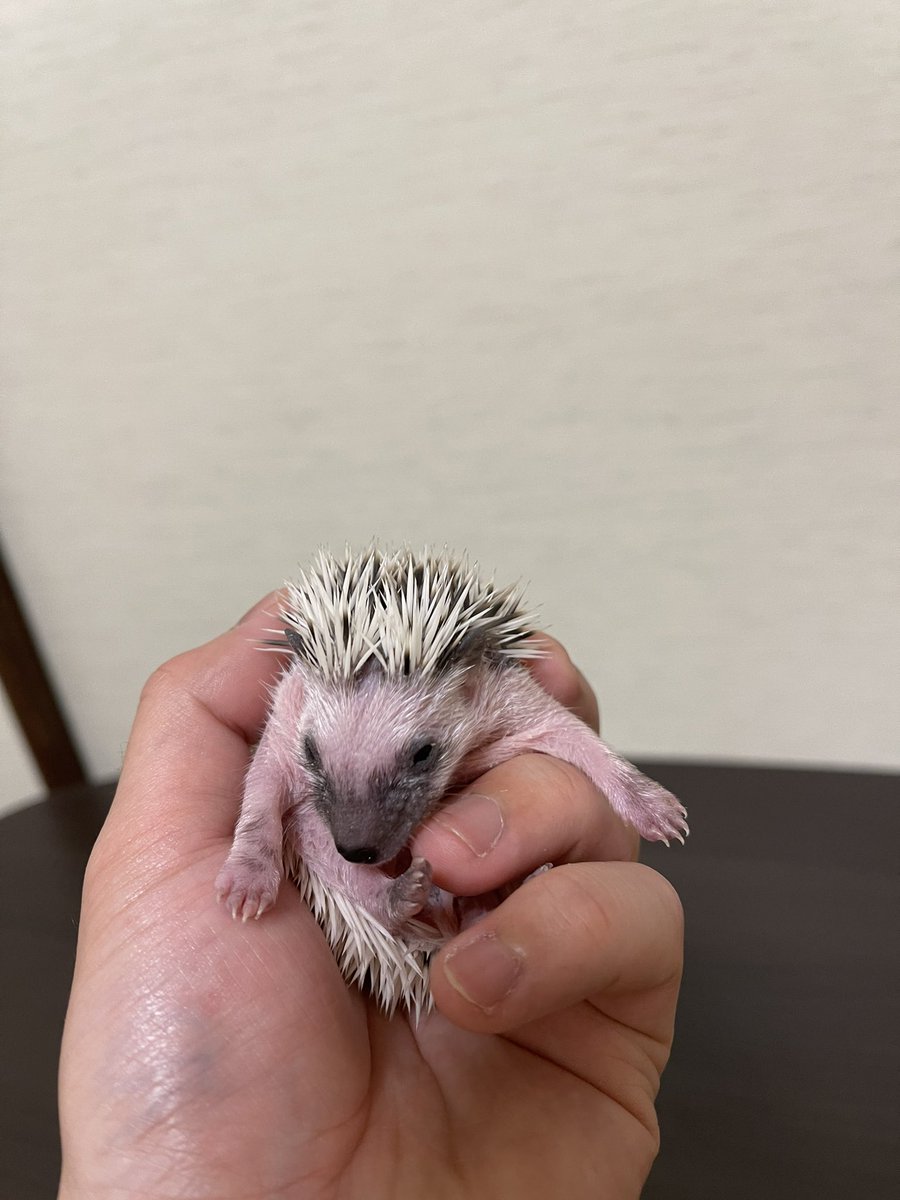 ハリネズミ販売 ハリネズミ販売