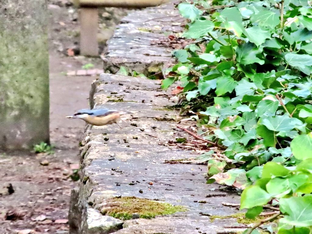 ScottPierceJon1's tweet photo. Best birds 2021
@BTO_GBW @Natures_Voice @Britnatureguide @NatureUK @Team4Nature #wildlifephotography #nature #NaturePhotography #birdphotography @Natures_Voice #LockdownNatureWatch #birdphotography #birdwatching #NaturePhotography #wildlife #wildlifephotography #birds https://t.co/4bj17uz4Gf