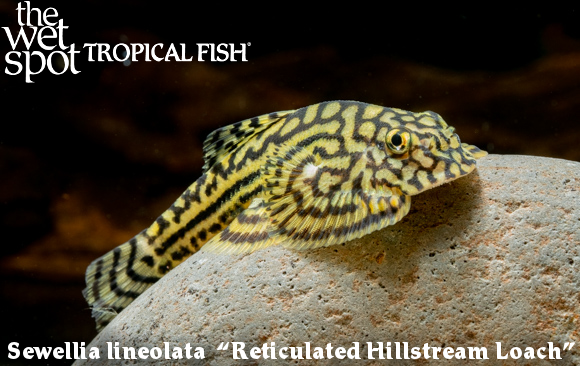 The Wet Spot Tropical Fish tweet media