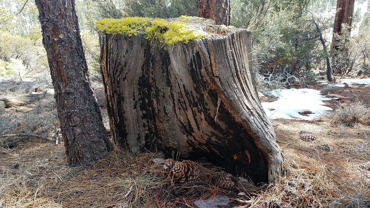 Alright, I'm in.  Came across this on a hike last year in April, just north or Reno near Long Valley.  Would like to go back and sample.  #FireScarFriday