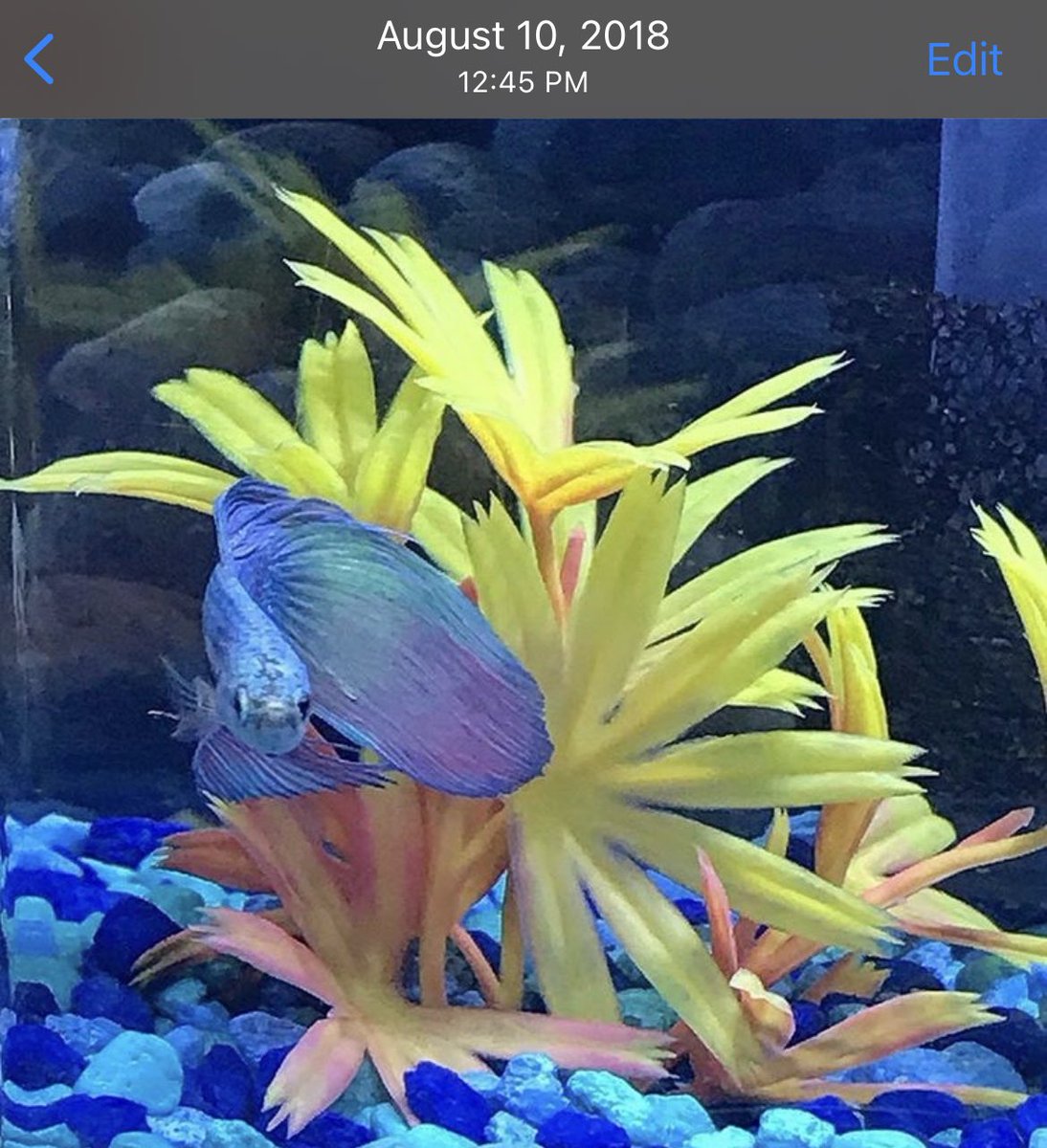 threesabovehigh's tweet image. It’s with a heavy heart tell you that we’ve lost one of our own today.  He was with us for two and a half years and brought many many people such joy and was always a beacon of light in this dark bar. We’ll never forget you. Rest In Peace Swim Shady, you were loved! #987daysold