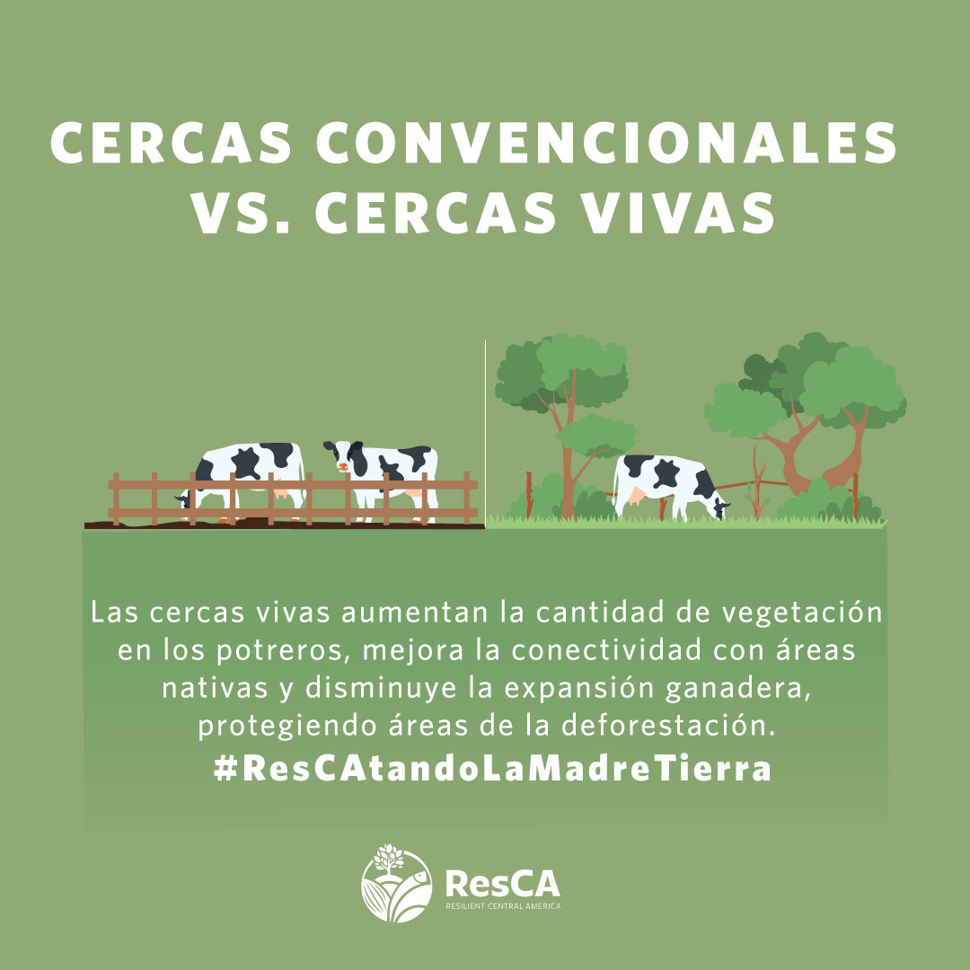 Las cercas vivas son otra práctica que forma parte de la repoblación forestal, de esta manera, los agricultores logran mejorar la productividad, eficiencia y sostenibilidad de los sistemas productivos agrícolas. #ResCAtandoLaMadreTierra  #ActúaPorLaNaturaleza #DiaDeLaTierra