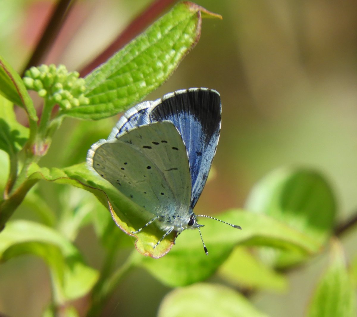CJoseph81703790's tweet photo. Beautiful Holly Blue at Tiddesley Woods this afternoon https://t.co/XZicFRW1yX