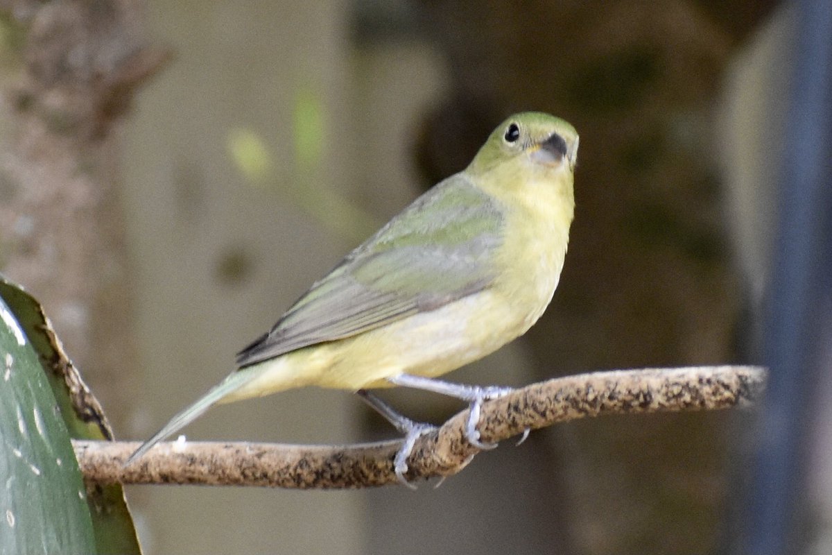 Our #backyard wintering painted buntings will soon be migrating north for summer, but for now the males are singing up a storm! 😃🌿@MerlinBirdID @CasualBirderPod @BirdsEyeBirding @BirdWatchDaily @DrBirdCast @BirdingByBus