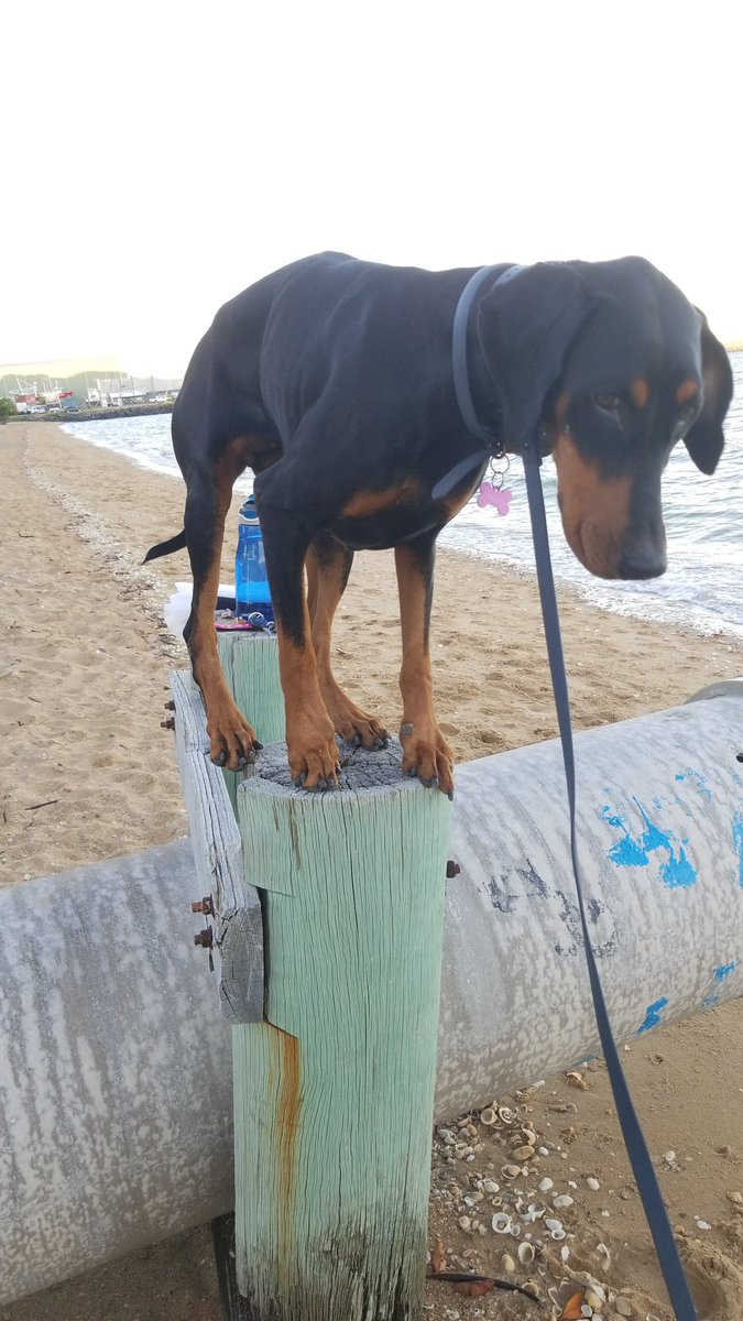 Blue_Down_Under's tweet photo. She do a balance (and then get heckin scared) https://t.co/keitDeHMm5