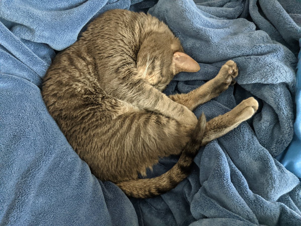 Avodoxim's tweet image. Here is a random unsolicited cat picture. Have a nice day!