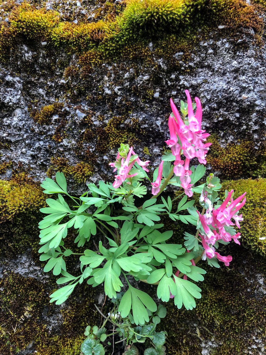 Thundercatt99's tweet image. Perched on its own ledge
So gorgeous, yet all alone
               A melancholy wildflower

Should I take it home?

#MusePrompt #prompt #wildflower #WritingCommunity #micropoetry #photography