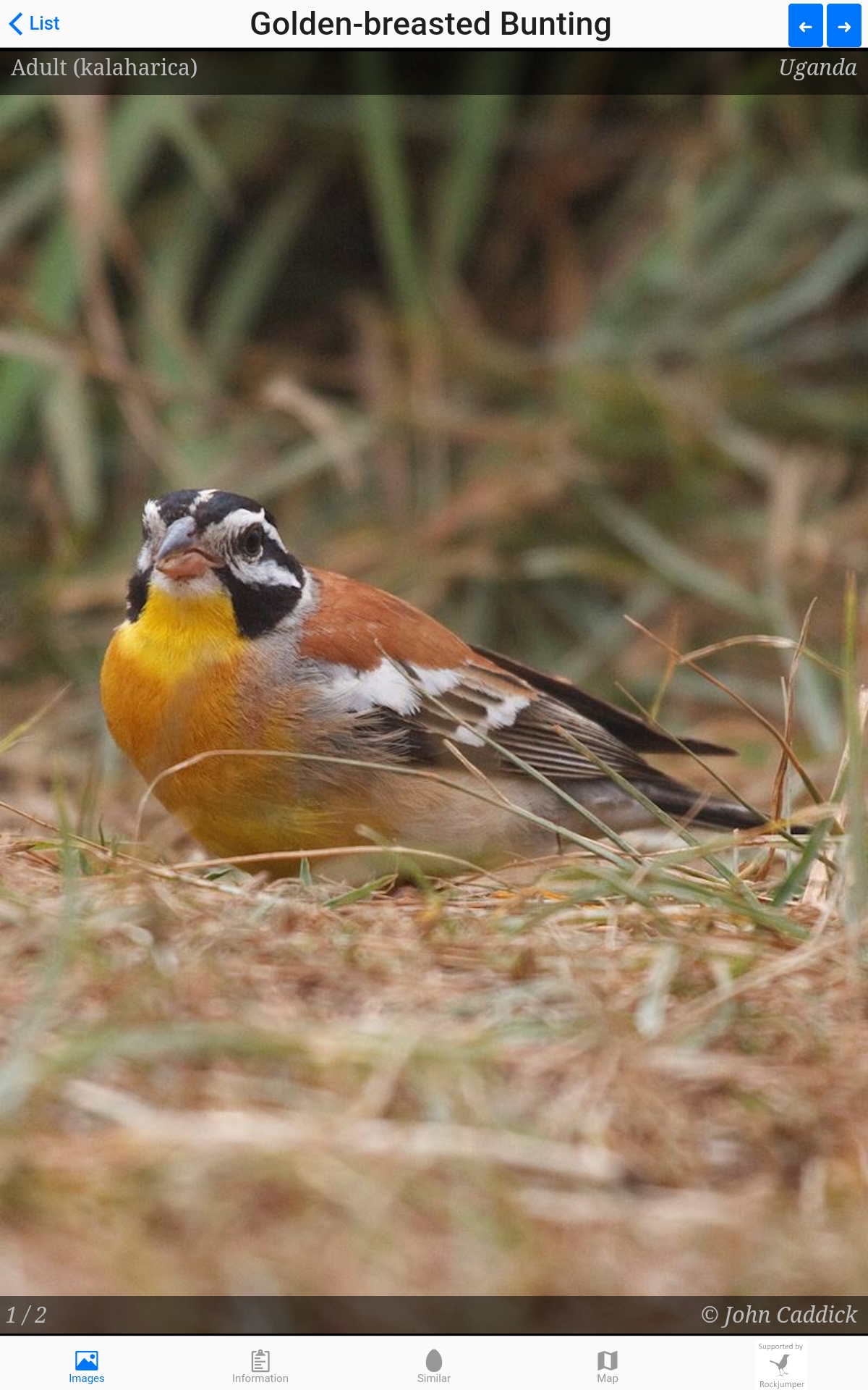 Rare Bird Alert News Map Lite African Bird Club (@Africabirdclub) / Twitter
