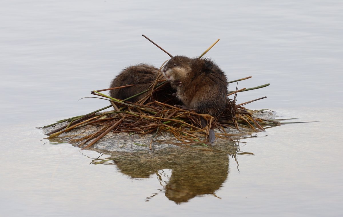 The other wasn't diving much but was going back and forth to shore, another indicator she was hurting too. I've never seen this behavior before and I came away feeling certain what I'd seen was a solid example of animal altruism. One, caring for it's injured mate.