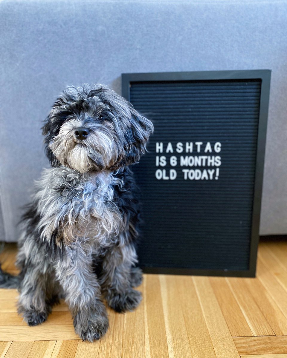 hashtagcavapoo's tweet photo. It’s my birthday 🥳 well, it was yesterday but we didn’t get to post this 🤷♂️
#HashtagtheCavapoo #Cavapoo https://t.co/NALud6Eu28