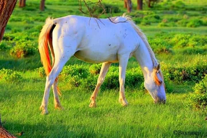kamalhoyadi's tweet photo. Somewhere in somalia ❤ 🇸🇴 https://t.co/I4z50BvU8r