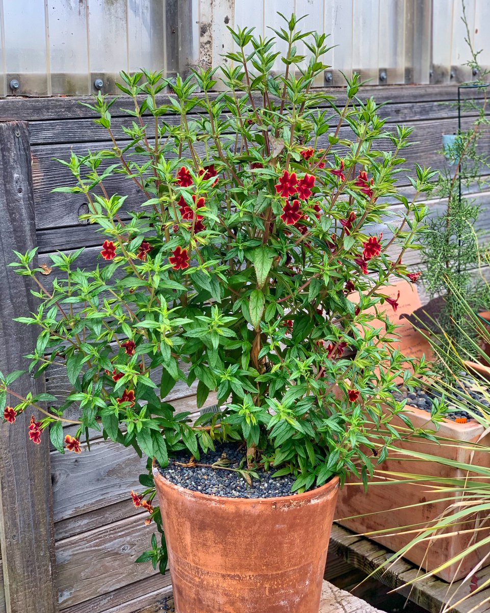 Mimulus 'Alexandra' - Monkey flower