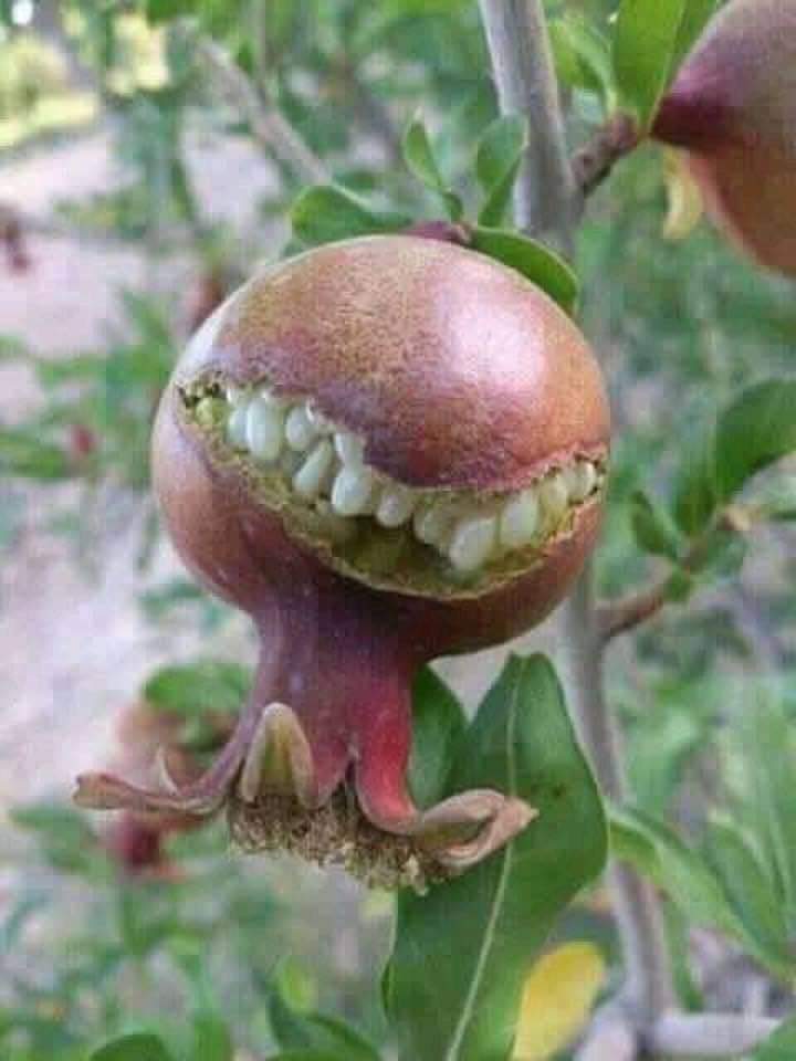 oran176's tweet photo. @JSajed313 حسن رمانه موسوي كبتاجوني طهراني يضحك من وصية ابن المتمتعه اللعين 😂😂😂 https://t.co/EZCMNgMU1R