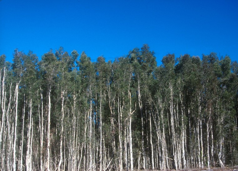 Melaleuca, native to Australia &amp; Malaysia was introduced to Florida in 1906 as a commercial timber &amp; to help dry up the Everglades to decrease mosquitoes. It crowds out native species &amp; original infestations occupied &gt;500,000 acres in Everglades National Park. #NationalParkWeek