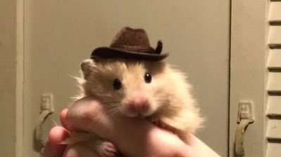 animals in cowboy hats: a much needed thread 