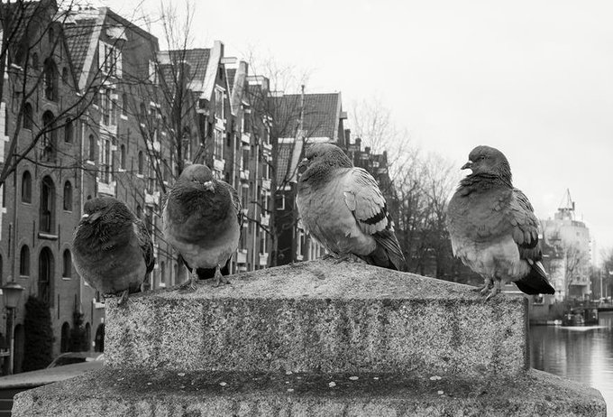 a_london_pigeon's tweet photo. π· Nacho Gil @nachgil
#Amsterdam #May2015 https://t.co/BEXE4Svbmo