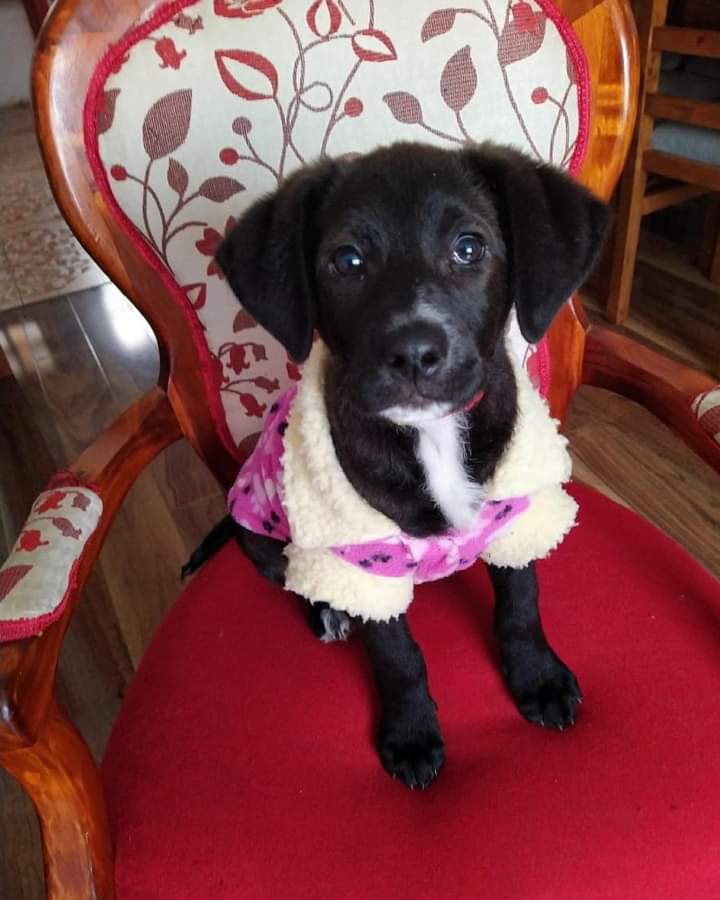 Salvandohuella6's tweet photo. EN ADOPCIÓN MABEL
V region
Esta bella cachorrita tiene 3 meses, está con su 1era vacuna, desparasitada y con su simparica al día🙌🏼 
Será mediana a grande, es muy tierna y alegre🥰 

Recuerda que son perritos sorpresa!

Si te interesa adoptarla escribe al WhatsApp +56 9 4878 3006 https://t.co/3K4udXL5Us